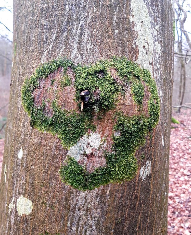 arbre avec un coeur faite de mousse naturellement