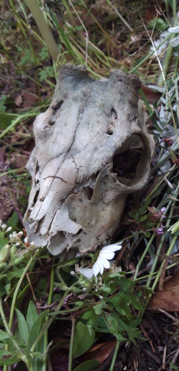 Crâne de chevreuil découvert lors d'une séance par un participant en juillet 2021