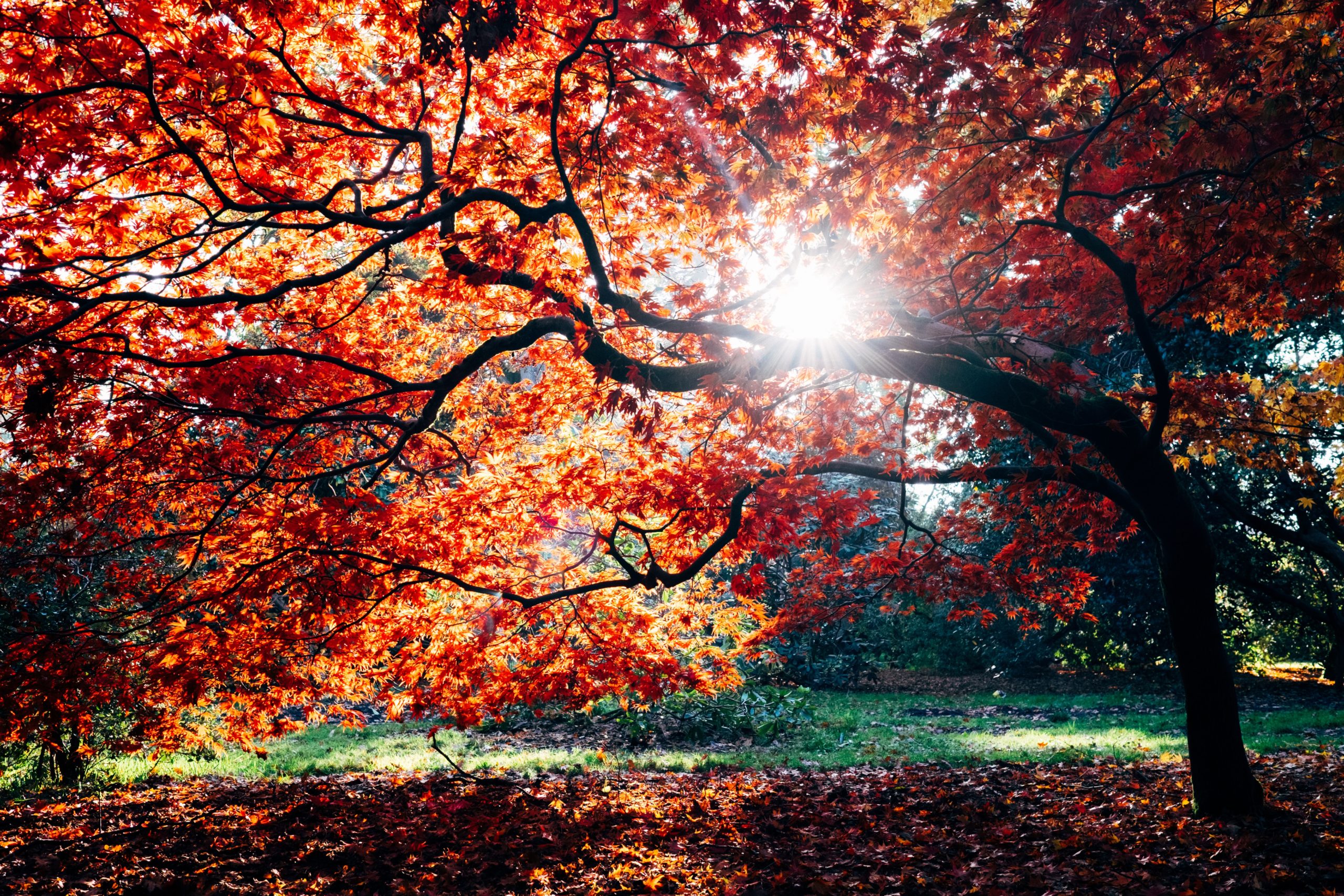 En automne, faites comme l’arbre