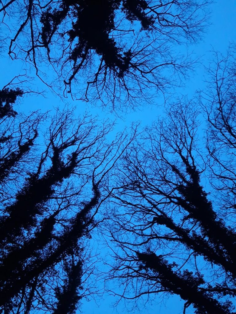 photo d'arbres la nuit