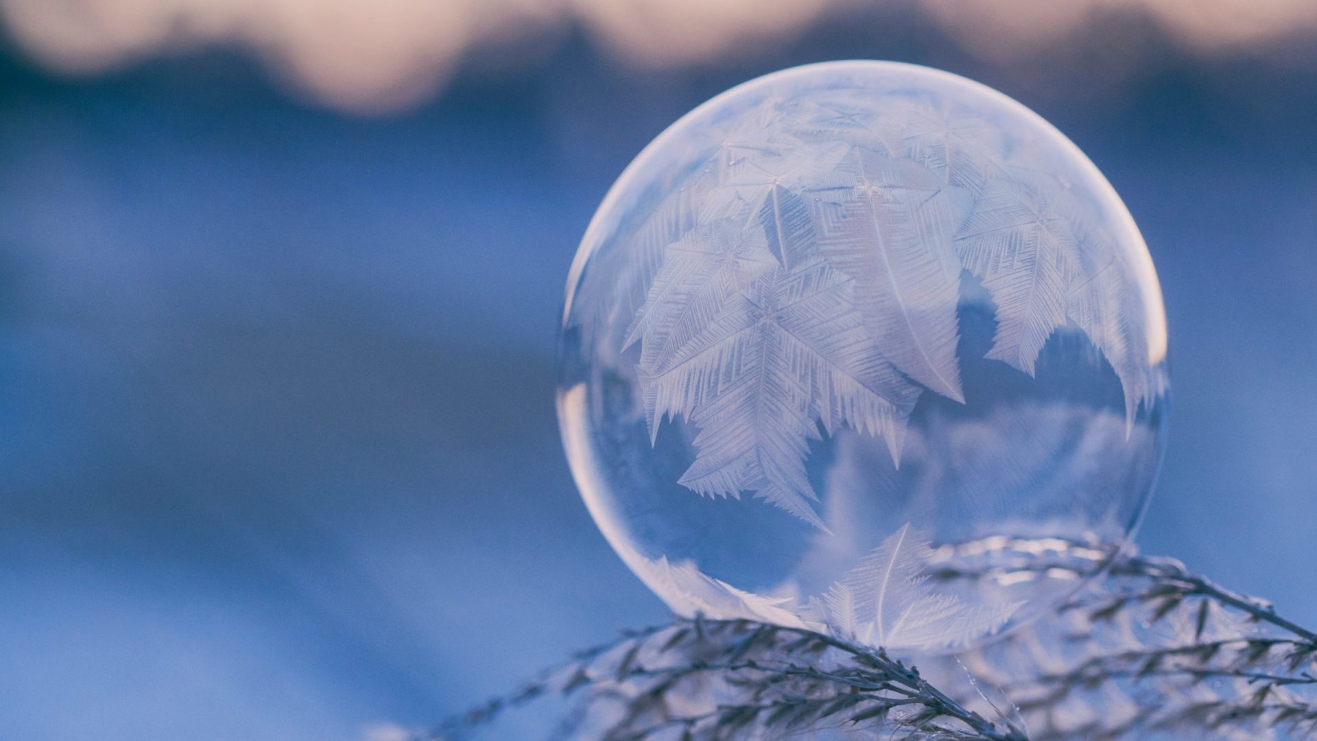 La bise de la nouvelle année aux arbres